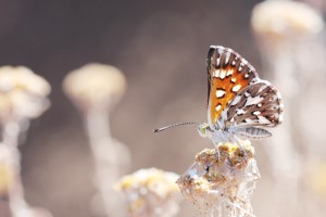 Grinter Apodemia mormo