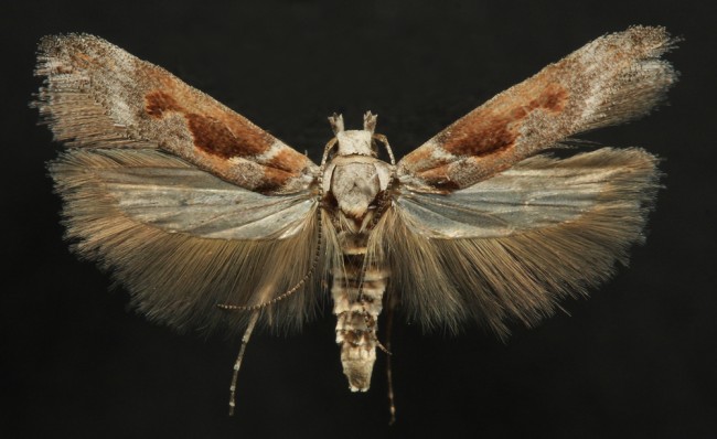 Gnorimoschema "sedgwickensis" 15mm Grinter