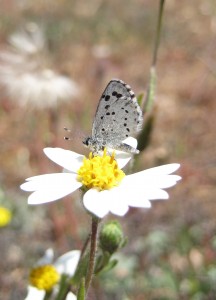 OK butterfly people, who am I?
