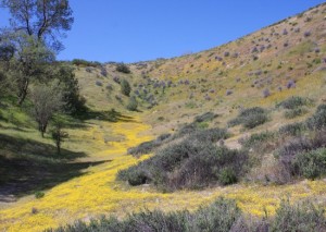 Grinter Shell Creek
