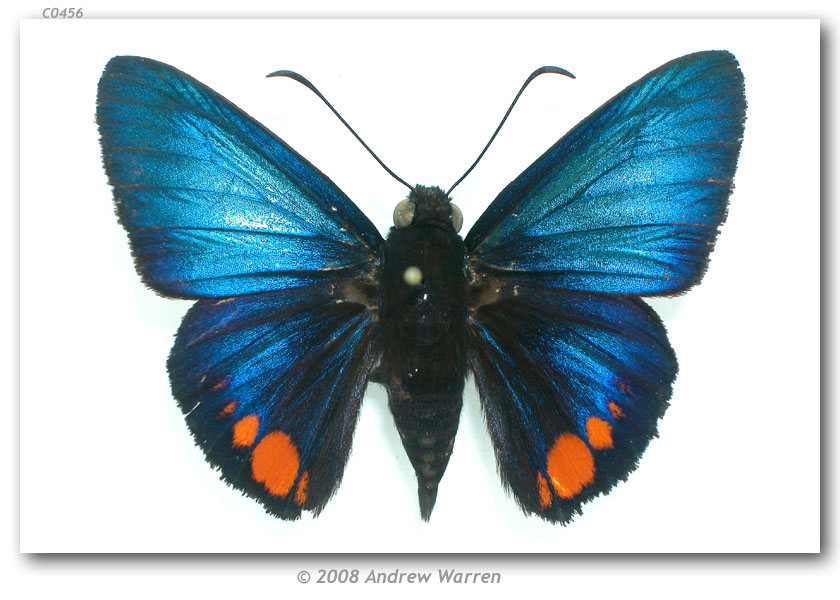 Creonpyge_creon_lilliana_M1_PARATYPE_PAN_PAN_Cerro_Campana_27-XI-64_2