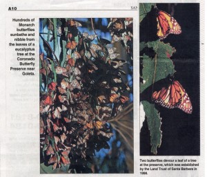 Santa Barbara Monarchs