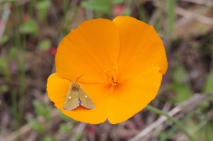 California Spring