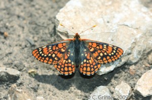 Grinter Euphydryas anicia cloudcrofti