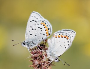 Grinter Plebejus acmon mating