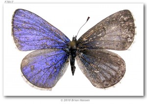 Celastrina_e_echo_bilaterial_gynandromorph