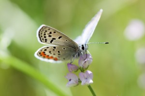 Grinter Plebejus acmon
