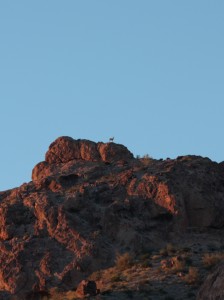 Grinter Bighorn Sheep