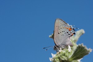 Grinter Satyrium californica cygnus