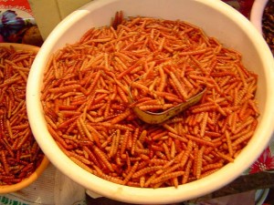Entomophagy: moths for dinner