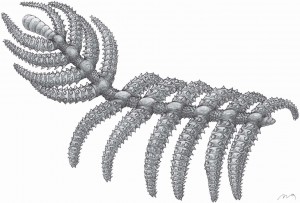A strange armored lobopodian from the Cambrian