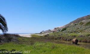 The Bison of Catalina