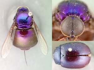 Flies can be (really) cool