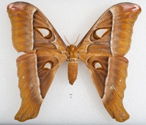Grinter Giant Moth Tiniest Moth