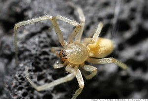 Nature bites back