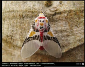 Sunday Moth