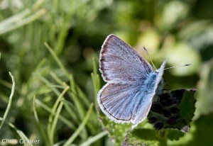 The Mission Blue Butterfly