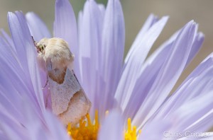 Monday Moth