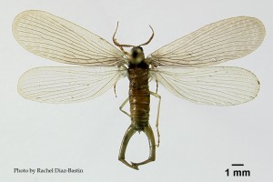 Mecoptera of North America