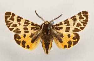 Grinter Grammia edwardsii