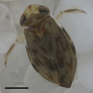 The incredibly loud world of bug sex