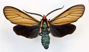 Grinter Ctenucha brunnea