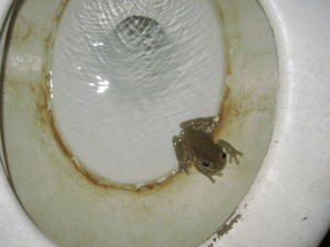 Frog Surprise