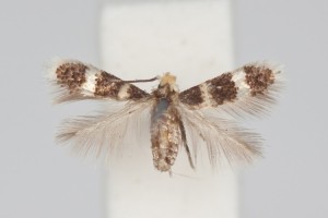 Grinter Stigmella diffasciae Nepticulidae