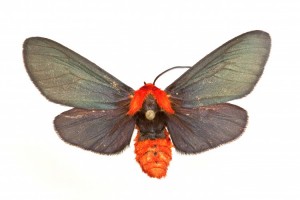 Grinter Lerina incarnata Arctiidae