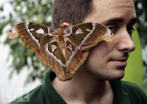 All New, Attack Moths!