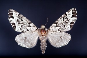 Grinter Biston multidentata