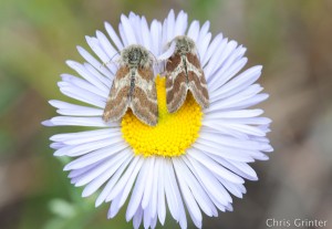 Grinter Schinia villosa