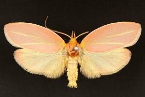 Monday Moth