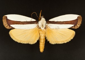 Monday Moth