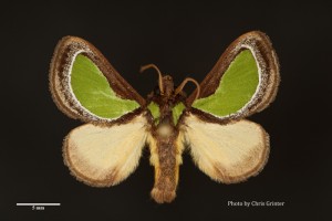 Grinter Parasa darma Limacodidae