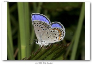 Butterfly Vengeance