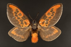 Grinter Trosia nigrorufa