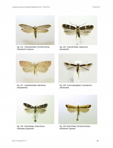 Key to the Lepidoptera of Canada
