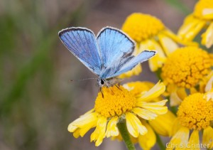 Grinter Lycaena heteroena austin