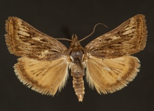 Grinter Loxostege brunneitincta