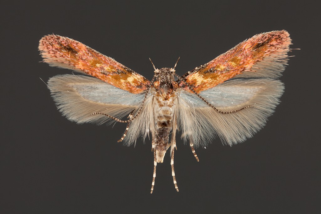 Gelechiidae صغيرة