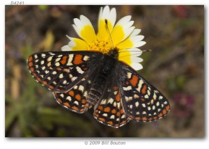 When Taxonomy Makes a Species Less Critically Endangered