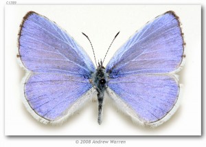A Very Hoppy Butterfly Researcher