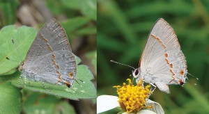 The Last Butterfly Described in the US?