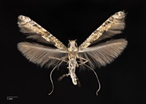 Monday Moth
