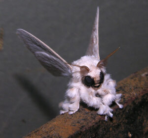 The Poodle Moth and the Problem of Cryptozoology