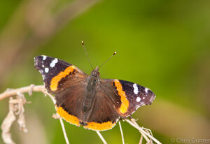 The Invasion of the Butterflies