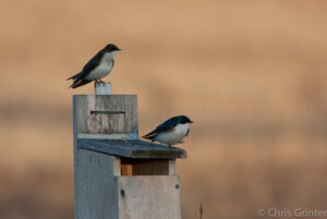 Prairie on a Cold Spring Morning