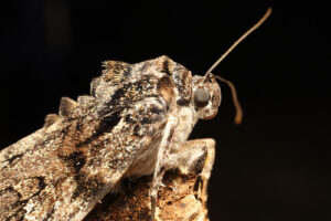 Moth Portraiture