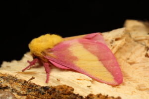 Fuzzy Pink Monday Moth